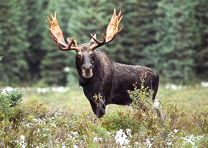 20 августа открывается сезон охоты на лося, благородного и пятнистого оленей и лань. фото